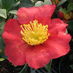 Camellia sasanqua Yuletide